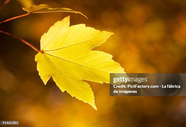 autumn leaf - imágenes stock pictures, royalty-free photos & images