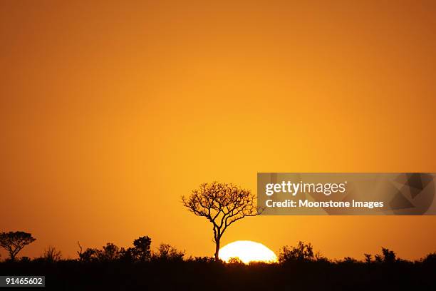 orange sunrise silhouetting kruger park, south africa - kruger national park stockfoto's en -beelden