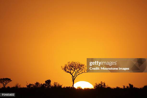 orange sunrise silhouetting kruger park, south africa - kruger national park south africa stock pictures, royalty-free photos & images