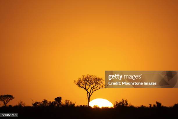 nascer do sol em kruger park, áfrica do sul - savana - fotografias e filmes do acervo