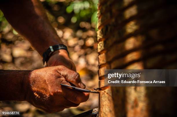 rubber tapping in the amazon region - lattice foto e immagini stock