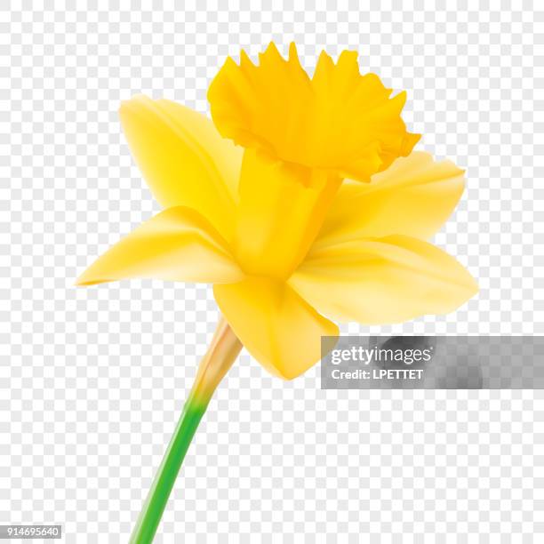 narzisse - daffodils stock-grafiken, -clipart, -cartoons und -symbole