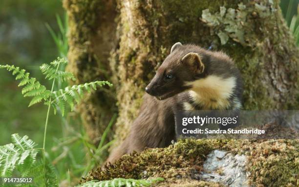 a rare hunting pine marten (martes martes) looking over a rock covered in moss in the highlands of scotland. - martes stock pictures, royalty-free photos & images