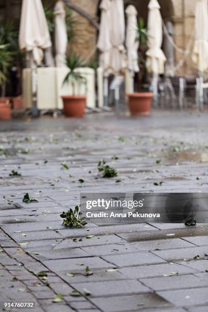 partial vew of queen victoria square, valletta, malta, after a heavy rain - vew stock pictures, royalty-free photos & images