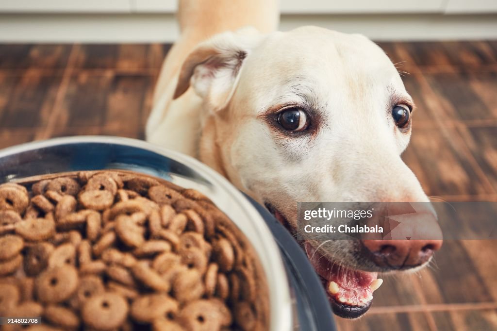 Feeding of hungry dog