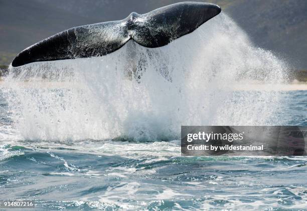 adult southern right whale tail slapping(lobtailing) in betty's bay, south africa. - fluking stock pictures, royalty-free photos & images