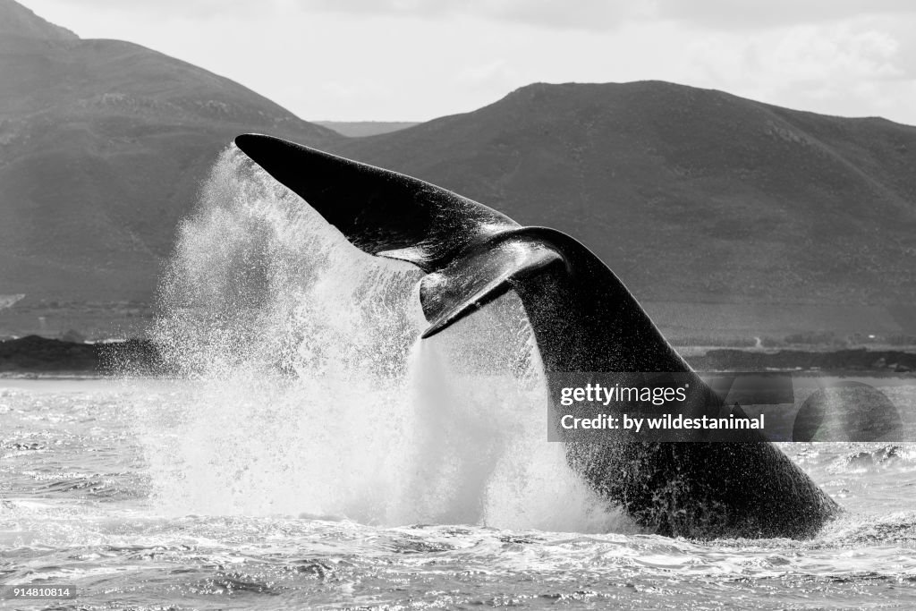 Adult southern right whale tail slapping(lobtailing) in Betty's Bay, South Africa.