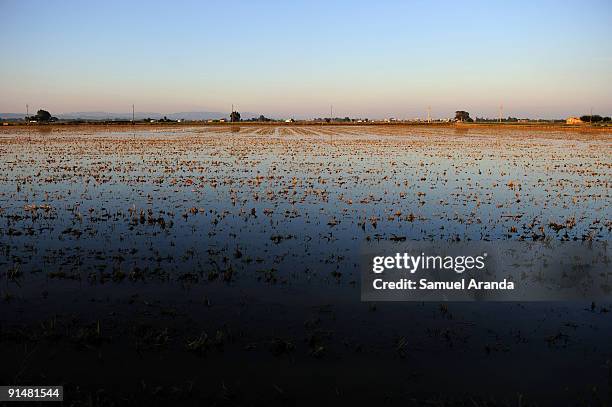 The sun rises over rice fields in the Ebro Delta on October 6, 2009 in Aposta near Valencia, Spain. The Ebro Delta is most known for it's short-grain...