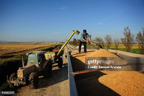 Farmer loads rice seeds onto a truck during harvest time in a rice field in the Ebro Delta on October 6, 2009 in Aposta near Valencia, Spain. The...
