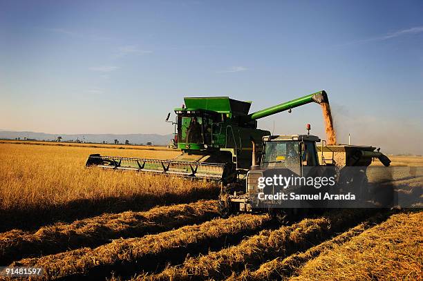 Farmers drive their tractor during harvest time in a rice field in the Ebro Delta on October 6, 2009 in Aposta near Valencia, Spain. The Ebro Delta...