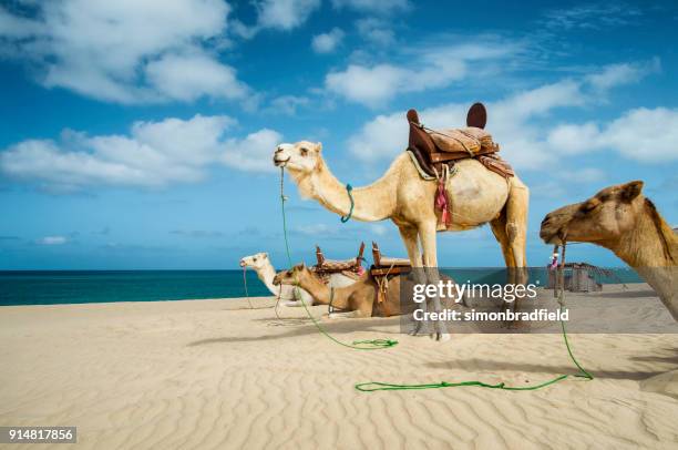 camellos en la playa de boa vista, cabo verde - cabo verde fotografías e imágenes de stock
