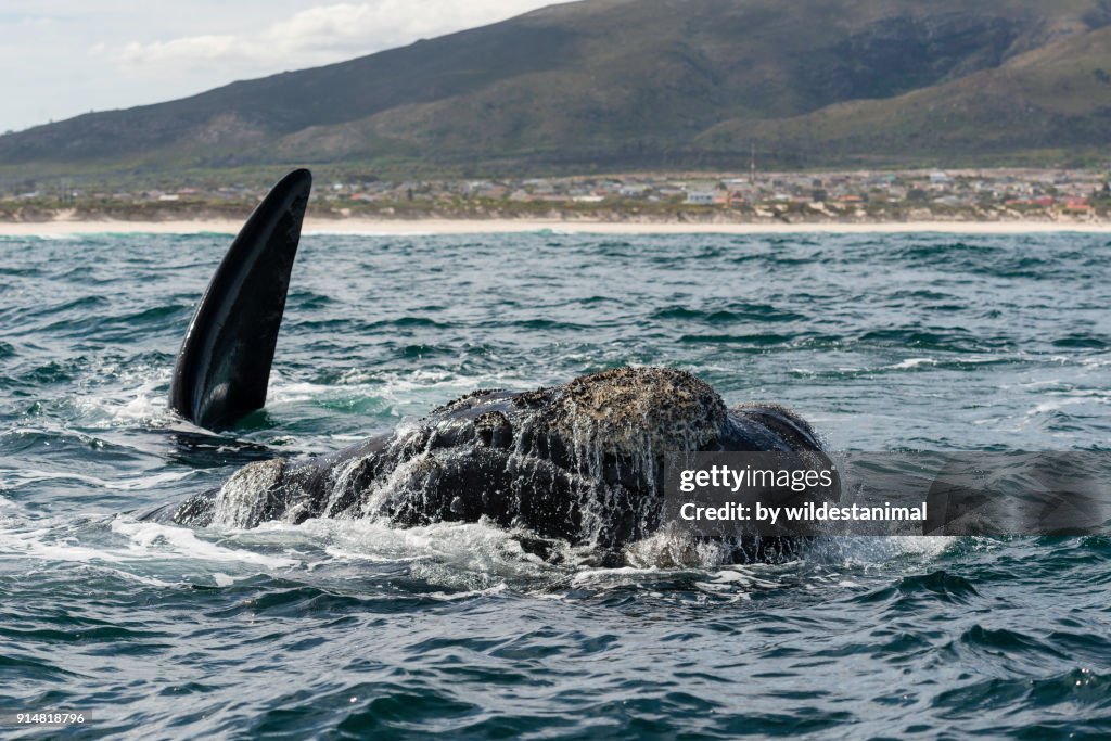 Female southern right whale surfaces to breath as her calf plays in the background. Image taken in front of the town Kleinmond, Betty's Bay, South Africa.