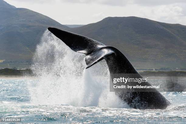 adult southern right whale tail slapping(lobtailing) in betty's bay, south africa. - hermanus stock-fotos und bilder