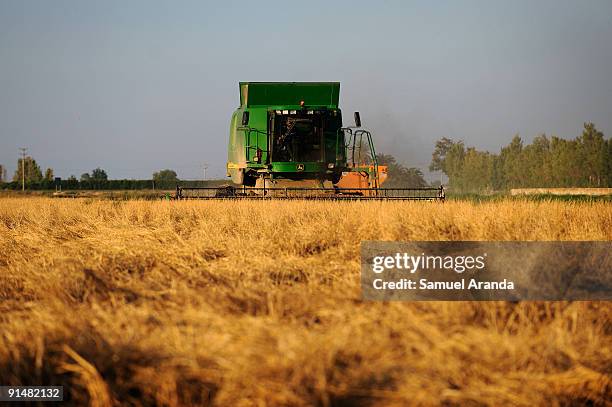 Farmer drives a combine harvesters during harvest time in a rice field in the Ebro Delta on October 6, 2009 in Aposta near Valencia, Spain. The Ebro...
