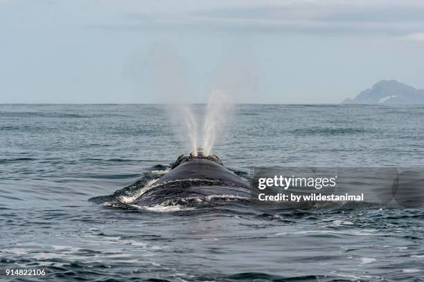 view of the typical "v" shaped blow of a southern right whale, betty's bay, south africa. - セミクジラ科 ストックフォトと画像