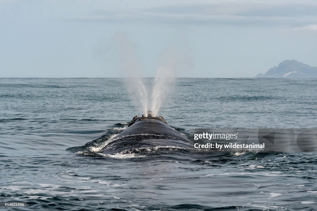View of the typical "V" shaped blow of a southern right whale, Betty's Bay, South Africa.