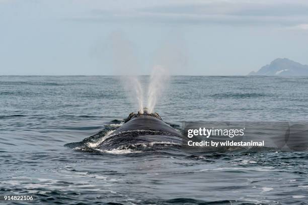 view of the typical "v" shaped blow of a southern right whale, betty's bay, south africa. - right whale stock pictures, royalty-free photos & images