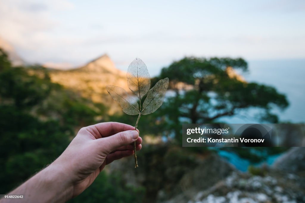 Dry leaf in hand. Scenic landscape on the background. The sea, pines, rocks. "Noviy Svet" wildlife preserve, Crimea