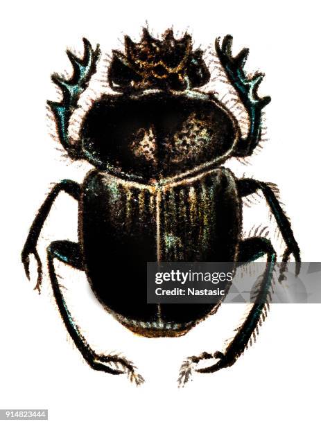 scarabaeus sacer, common name sacred scarab - beetle isolated stock illustrations