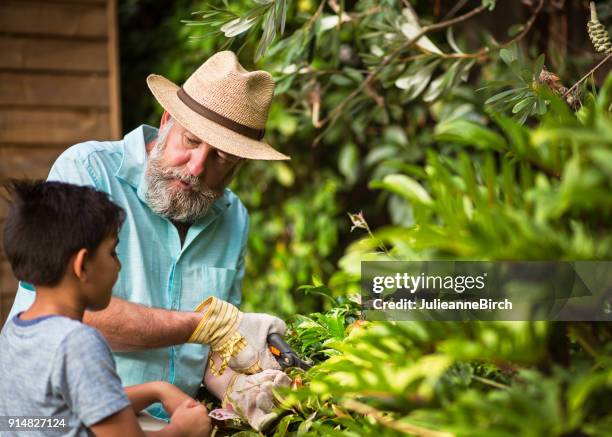 grandfather with his grandson in the garden showing how to trim plants - australian garden stock pictures, royalty-free photos & images