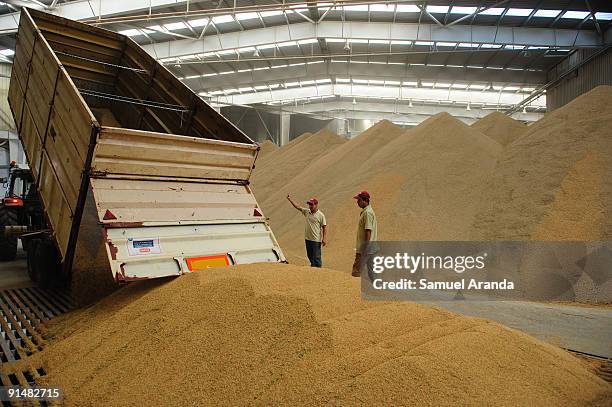 Farmer unload rice seeds during harvest time in the Ebro Delta on October 6, 2009 in Aposta near Valencia, Spain. The Ebro Delta is most known for...