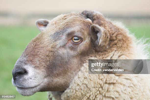 ram's head - vandervelden stockfoto's en -beelden