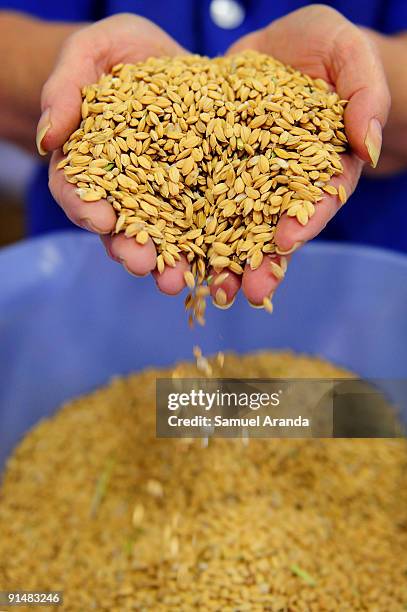 Worker checks rice grains, harvested in the Ebro Delta, for quality on October 6, 2009 in Aposta near Valencia, Spain. The Ebro Delta is most known...