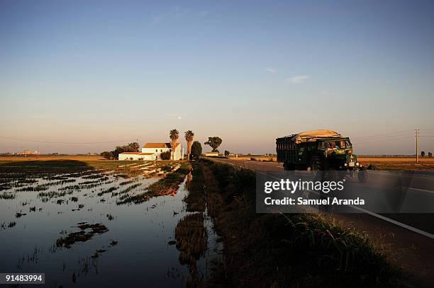 Farmer drives his tractor past rice fields during harvest time in the Ebro Delta on October 6, 2009 in Aposta near Valencia, Spain. The Ebro Delta is...