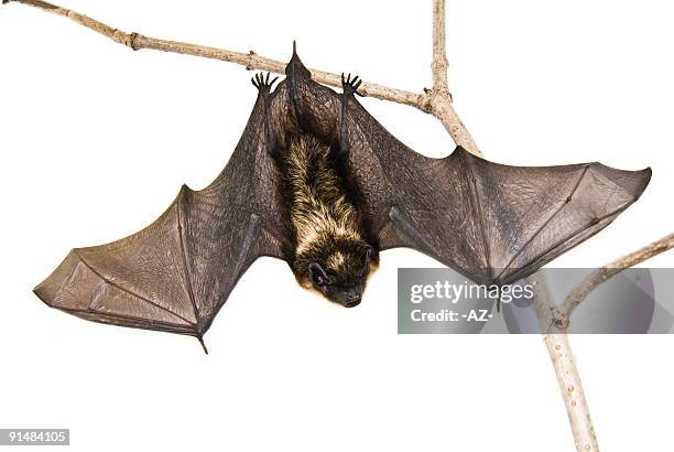 kleine brown bat sitzend auf ast (isoliert - bats hanging upside down stock-fotos und bilder