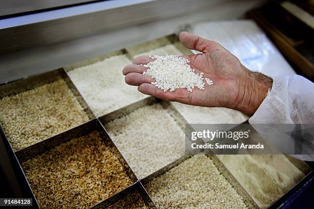 Worker shows rice grains, harvested in the Ebro Delta on October 6, 2009 in Aposta near Valencia, Spain. The Ebro Delta is most known for it's...
