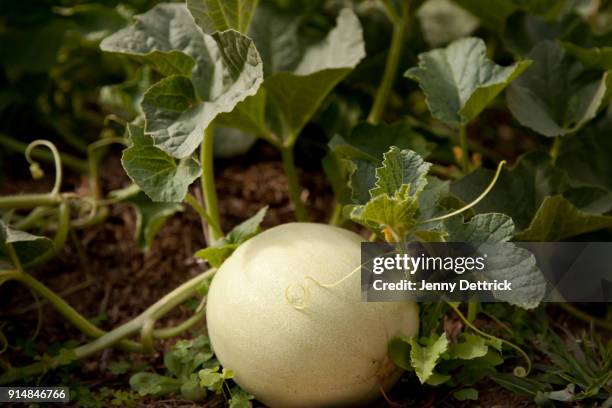 honeydew melon - gladde meloen stockfoto's en -beelden