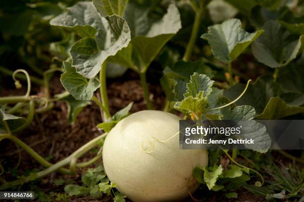 honeydew melon - honeydew melon stock pictures, royalty-free photos & images