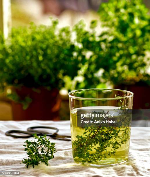 thyme tea - thym photos et images de collection