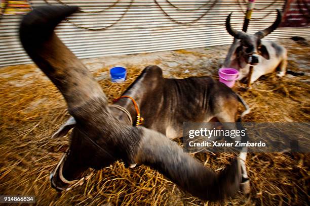 Agressive bull attempting to attack a passer-by while another bull is peacefully laying on the hay during the Maha Kumbh Mela on February 5th, 2013...