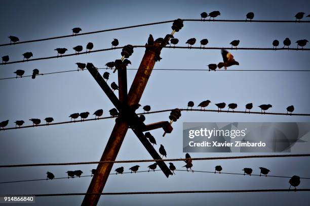 Flock of birds on electric wires cables during the Maha Kumbh Mela on February 5th, 2013 at Allahabad, Uttar Pradesh, India