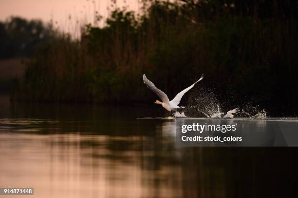 schwan, fliegen in den sonnenaufgang - whooper swan stock-fotos und bilder