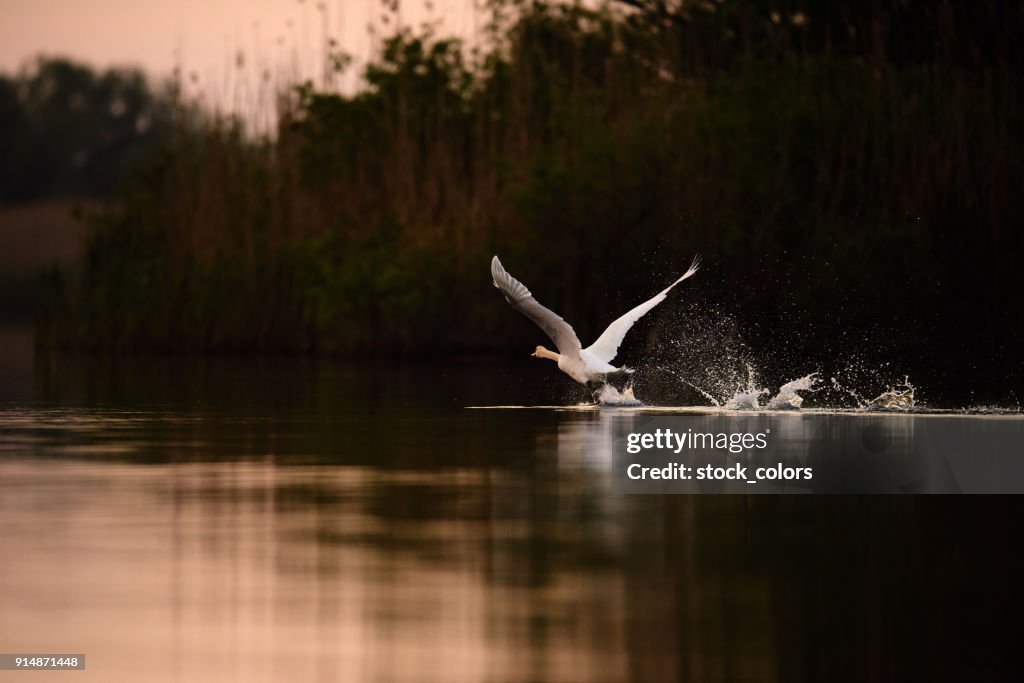 Swan flying in the sunrise