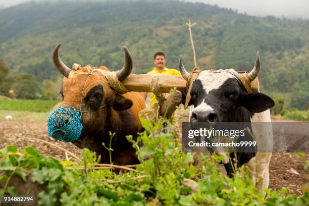 close-up van de ossen ploegen met boer - an ox stockfoto's en -beelden