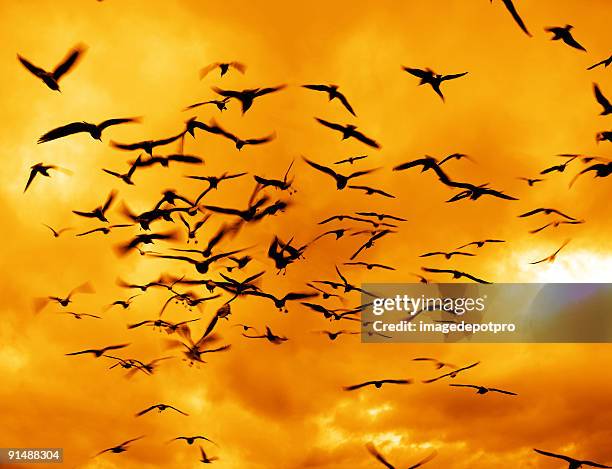 flying birds over sunset - animals following stock pictures, royalty-free photos & images