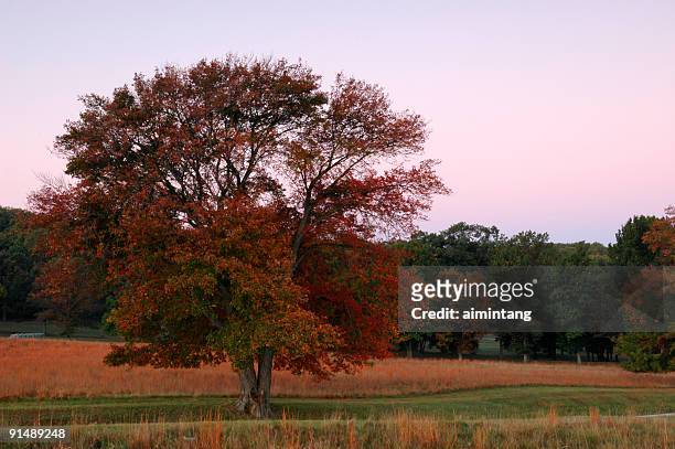 dawn at valley forge in autumn - valley forge stockfoto's en -beelden