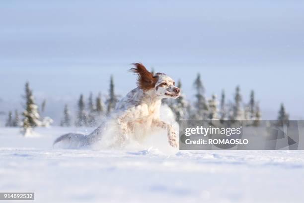 englisch setter laufen im tiefschnee, county norwegen oppland - apportierhund stock-fotos und bilder