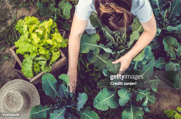 jeune femme récolte maison laitue cultivée - produit bio photos et images de collection