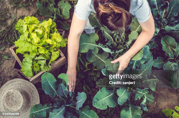 giovane donna che raccoglie lattuga coltivata in casa - agricoltura foto e immagini stock