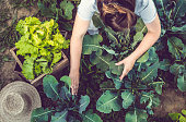 Young Woman Harvesting Home Grown Lettuce