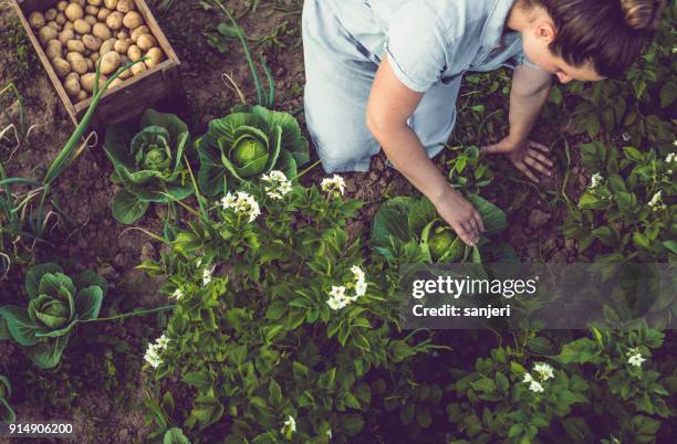 young woman harvesting home grown lettuce - lawn stock pictures, royalty-free photos & images