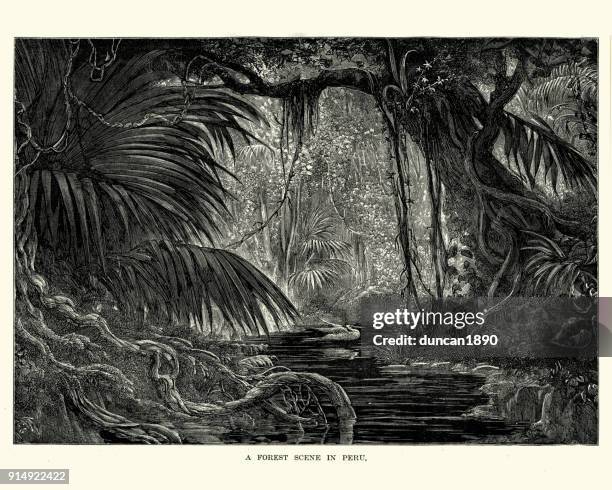 forest scene in peru, 19th century - peru rainforest stock illustrations