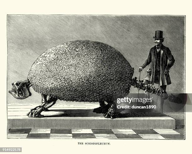 fossil of a glyptodon (schistopleuron), 19th century - armadillo stock illustrations