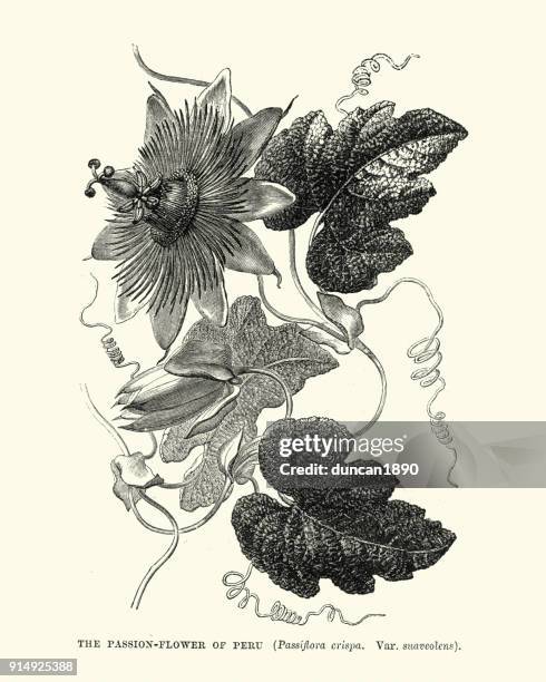 102 Ilustraciones de Pasiflora - Getty Images 102 Ilustraciones de Pasiflora - Getty Images