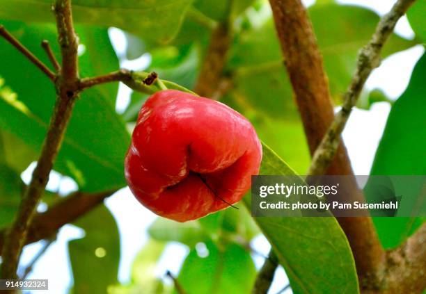 close-up, rose apple growing on tree, vietnam - water apples stock pictures, royalty-free photos & images