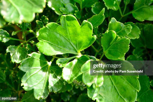 close-up of scalloped tropical leaves in vietnam - scalloped pattern foto e immagini stock